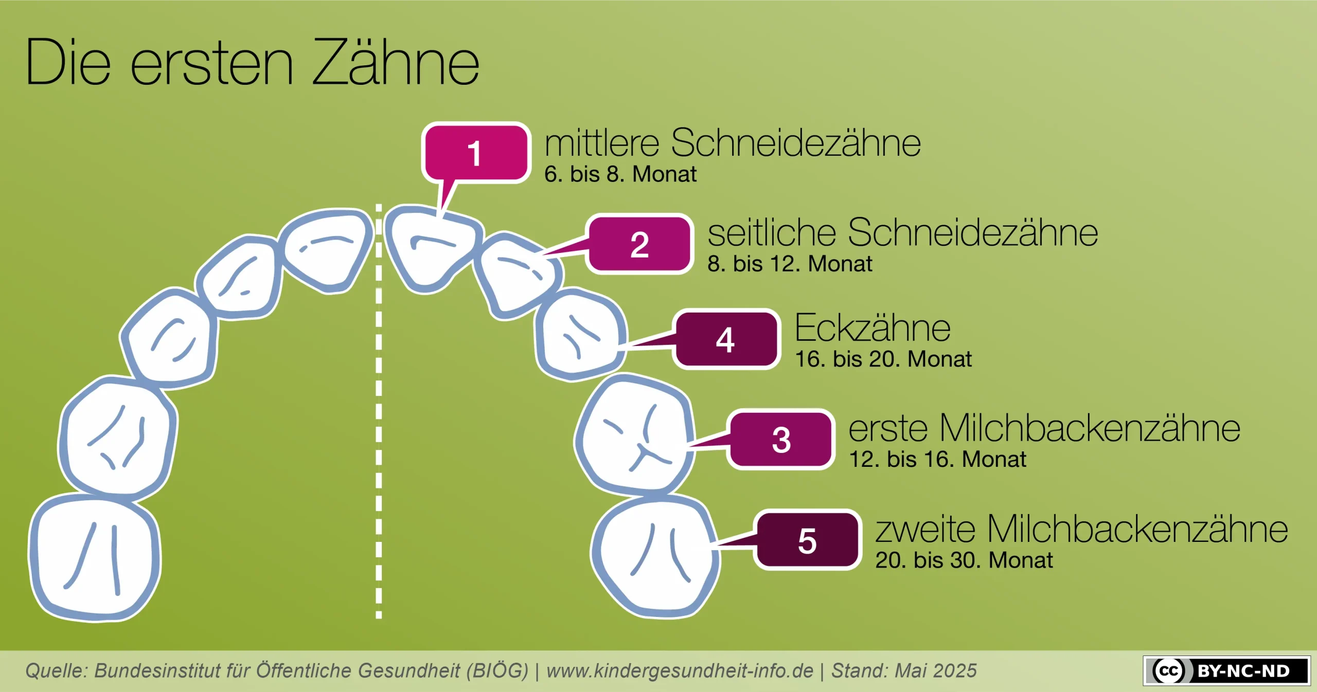 Die ersten Zähne – Infografik