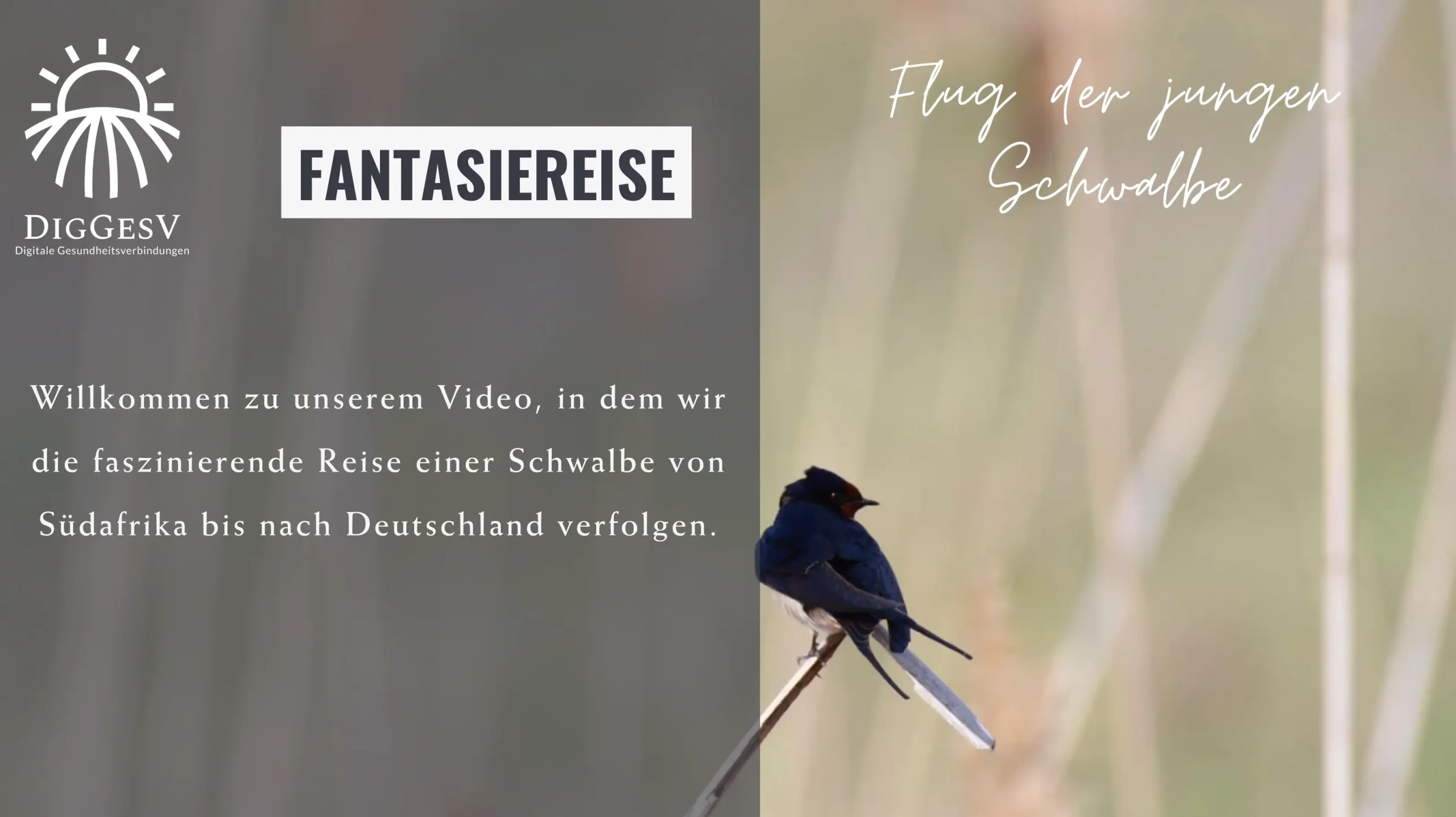 Fantasiereise Flug der jungen Schwalbe – Vorschaubild